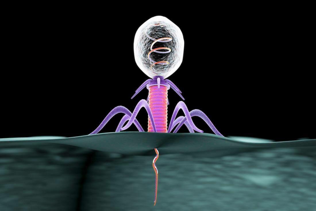 bacteriophage_attacking-5231536